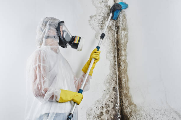 Best Local Mold Removal Service  in Magnolia, NJ