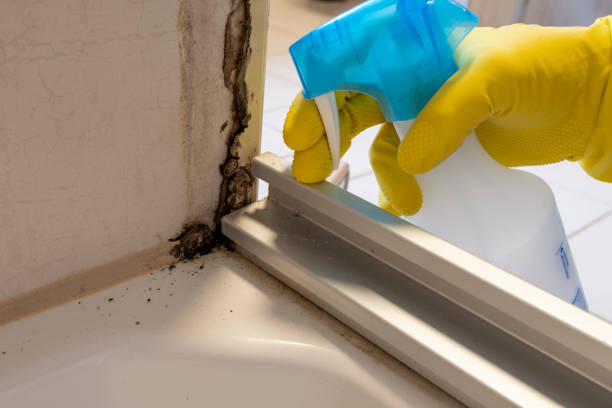 Best Black Mold Removal  in Magnolia, NJ