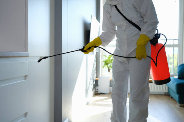 Mold Removal and Inspection in Magnolia, NJ
