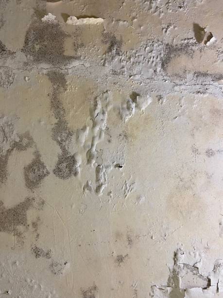 Best Crawl Space Mold Removal  in Magnolia, NJ